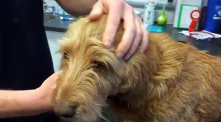 Dog owners warned about new tick disease (Babesia) - BBC 16-03-2016