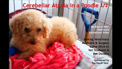 Neurological Disease.  Cerebellar Ataxia in an older poodle