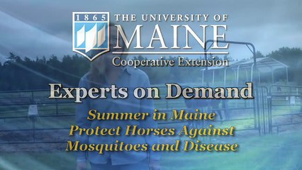 How to Protect Animals from Insect-Borne Diseases