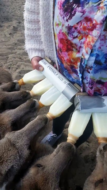 Eight Orphaned Kangaroo Joeys Enjoying Milk Bottles From Surrogate Mother