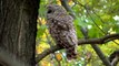 Beautiful Barred Owl Minnesota