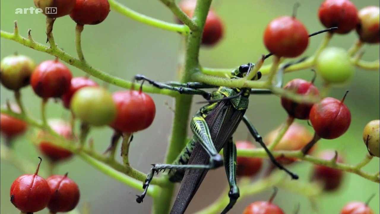 Trafic D'insectes En Bolivie