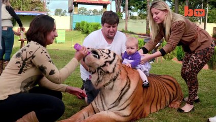 Living With Tigers: Family Share Home With Pet Tigers