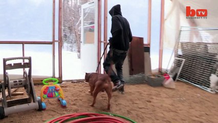 Meet 'Hulk': The Giant 175lb Family Pit Bull