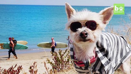 Ella Bean The Fashionista Dog: CUTE AS FLUFF