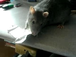 Goyave " Donne moi ton kiri stp! "