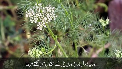 Ajwain Ke Beshumaar Fawaid Jo Aap Ne Pehle Kabhi Na Sune Hon