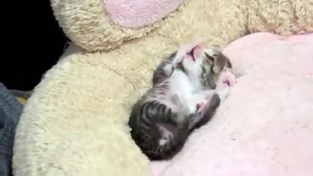 Gatito tierno
