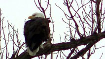 American Bald Eagle Eagles Resting on Tree watch in HD Full Screen