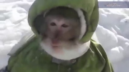 Funny animals will make you burst into laughter Funny animal compilation