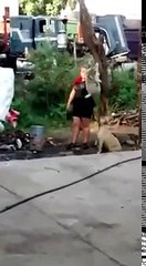 Una mujer intentó matar un perro colgandolo en un árbol