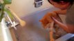 Cat Bath Freak Out -Tigger the cat says 'NO!' to bath 2016