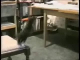 Probably the Funniest Cat Video 2016 You'll Ever See
