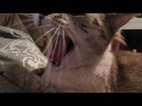 Cat Gets Repeatedly Interrupted When Trying to Yawn
