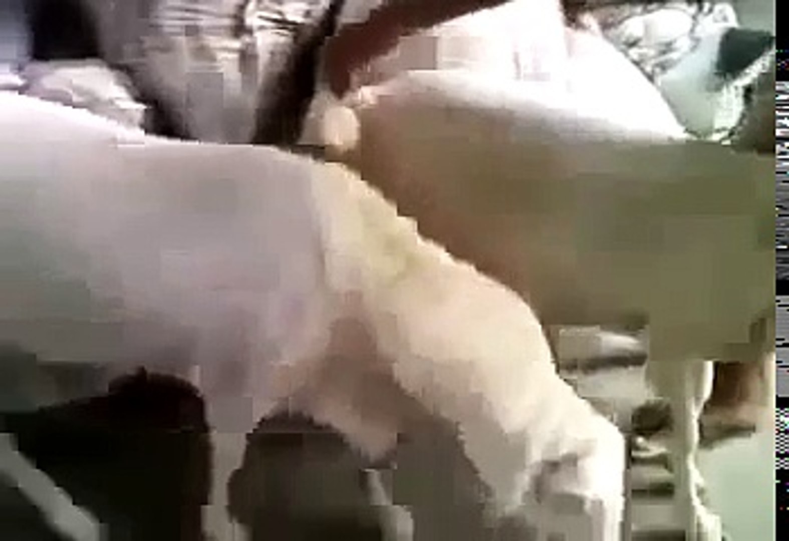 Esek ve at ciflesmesi - teresamorone.com 