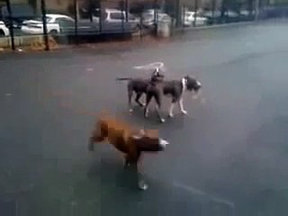 Interestingly Dogs Copulate - Köpeklerin Enteresan Çiftleşmesi