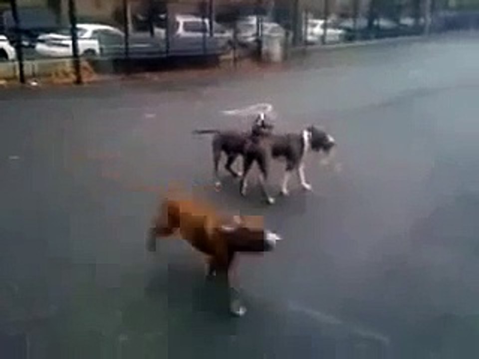 Interestingly Dogs Copulate - Köpeklerin Enteresan Çiftleşmesi