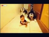Köpeklere Emeklemeyi Öğreten Sevimli Bebek