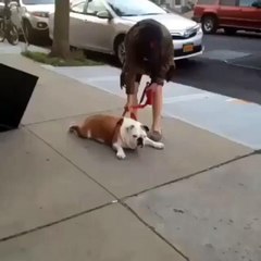 Funny Videos (@funny_videos) • Instagram photos and videos