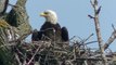 American Bald Eagles , and other Wildlife at Lilydale park !