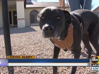 Dogs let out after string of burglaries in Phoenix neighborhood