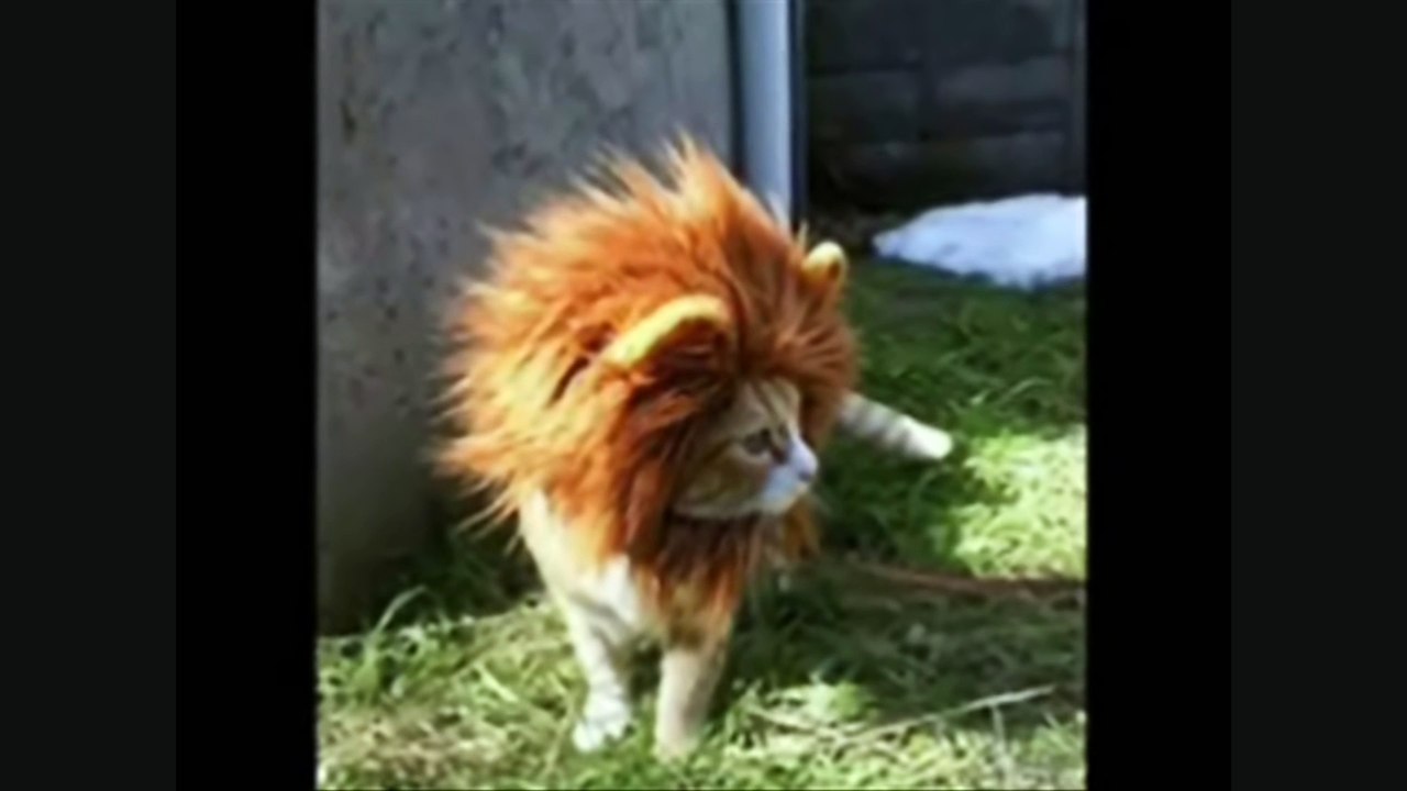 Des chats fous !