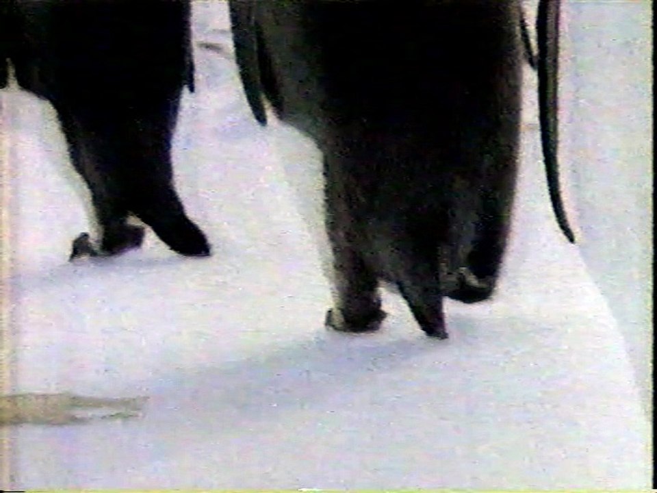 N'Ice: marching penguins ad (1993)