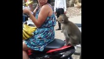 Funny Monkeys At The Zoo - Part 6
