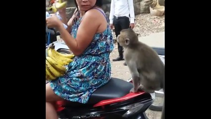 Funny Monkeys At The Zoo - Part 6