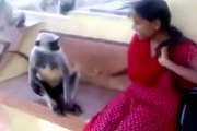 whatsapp funny videos india whatsapp funny videos india कभी देखा है लंगूर langur monkey ta