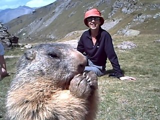 marmottes de Prapic