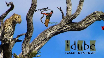 Leopard Killing And Eating Screaming Warthog! Incredibly Graphic Sighting!