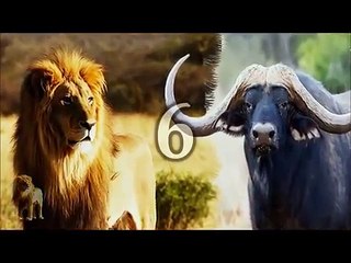 LIVE OR DIE  deadly attacks Buffalo  Lion (Buffalo kills lion