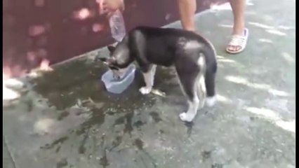 Ce chien essaie de nager dans sa gamelle d'eau