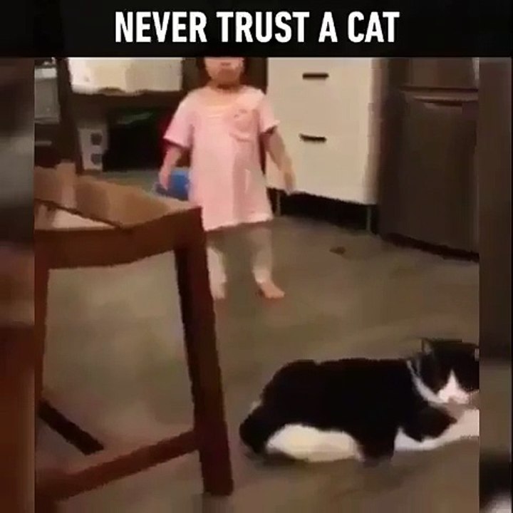Funny Cat never trust cat