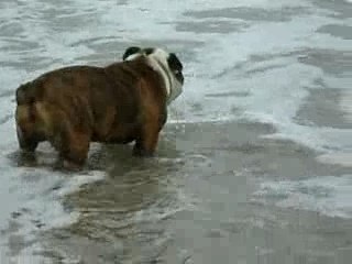 Noirmoutier 2007 104