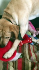 mon petit chien Fyloo déballant son cadeau