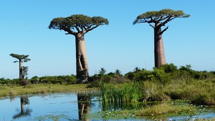 L'Ouest de Madagascar avec Claude Mada Tour