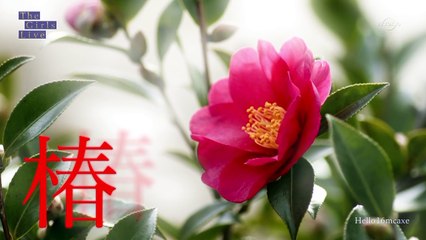 つばきファクトリー メジャーデビュー決定  from The Girls Live #133 20160908 [HD 1080p]