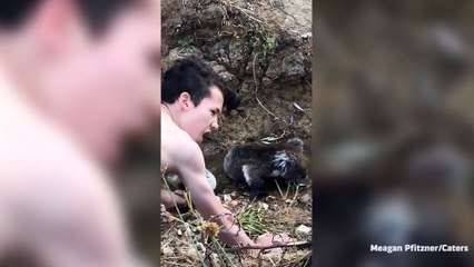 Il parvient à gagner l'amitié d'un bébé koala en lui offrant une feuille
