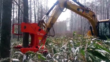 Khai thác gỗ, khai thác gỗ thiết bị ferrapunchire thuê - bán