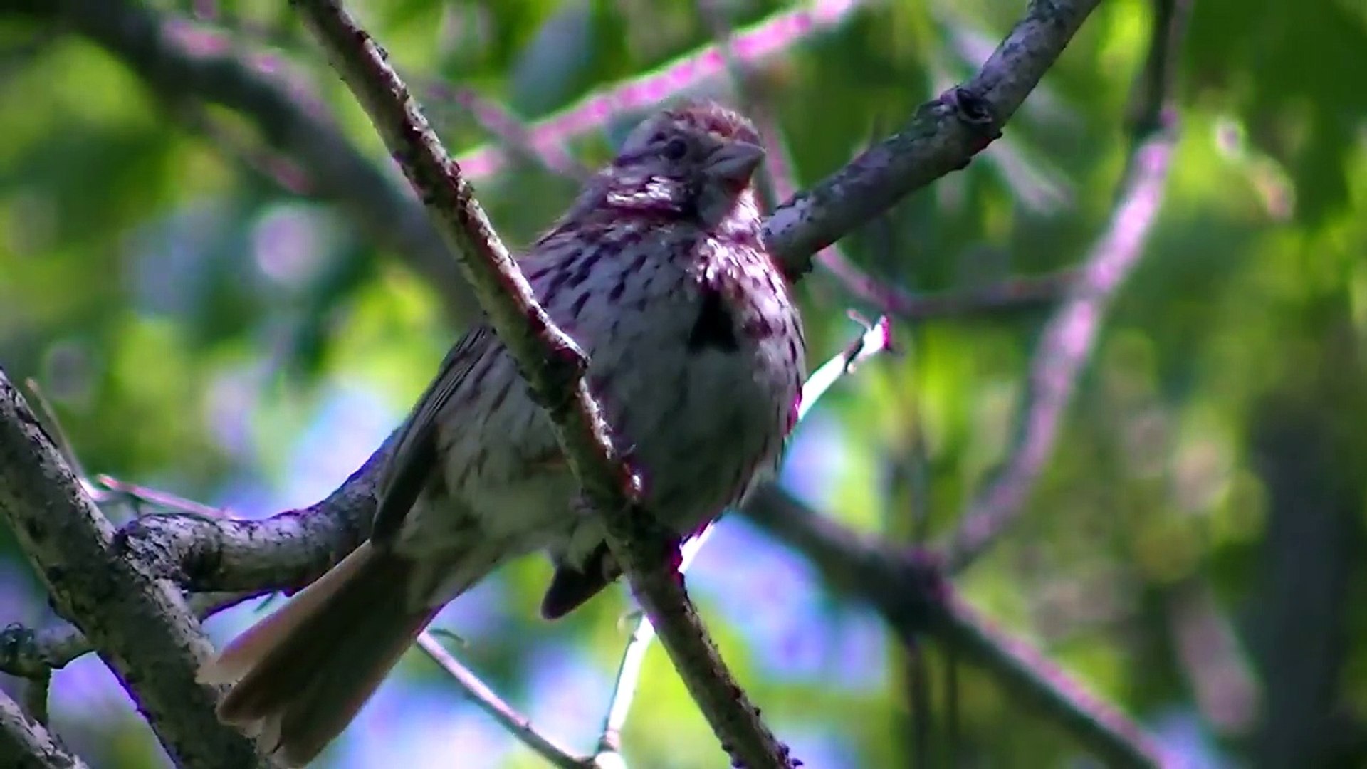 ⁣Weird Bird Sound - Nature Mystery Sounds