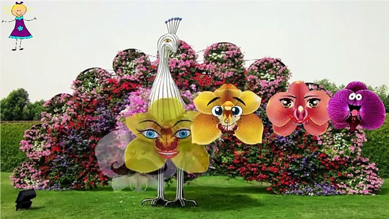 Finger Family Rhymes ORCHIDS | 2D Cartoon ORCHIDS Rhymes for Babies