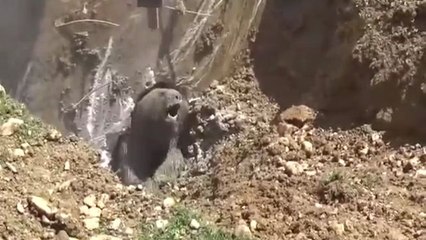 Sauvetage d'un ours tombé dans une fosse septique