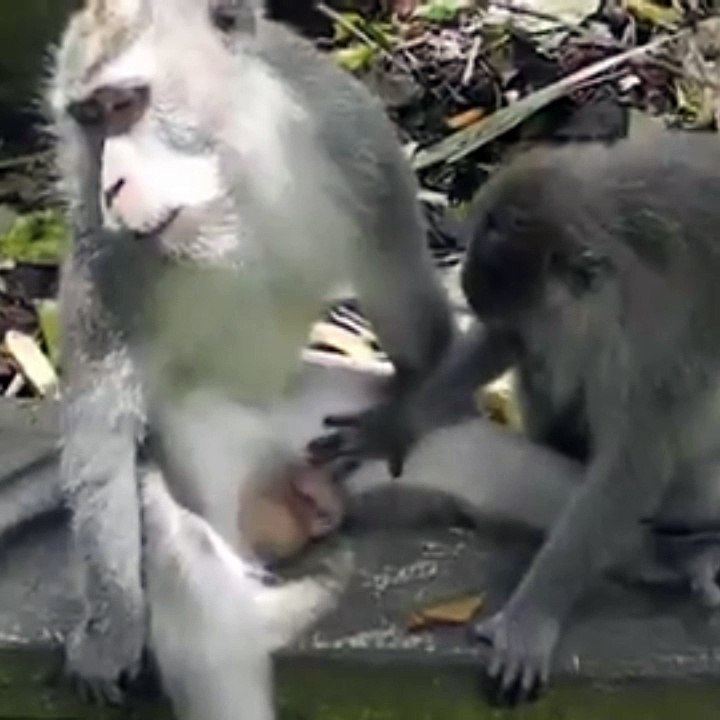 Funny monkey