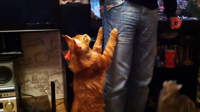 Кот до боли любит своего хозяина!