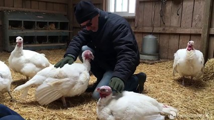 Sauvées par un mystérieux bienfaiteur, de petites dindes se régalent pour Thanksgiving