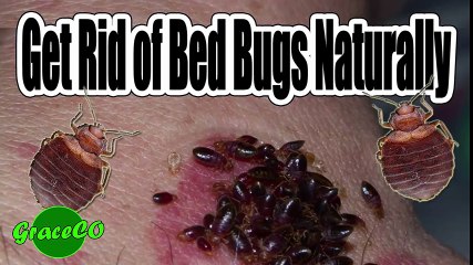 How To Get Rid of Bed Bugs Naturally