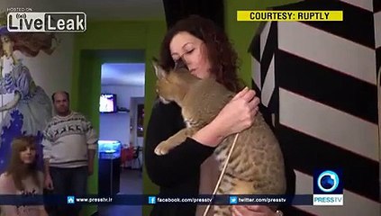 Ce chat d'une race très rare accueilli comme une star
