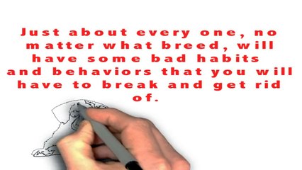 house training your puppy